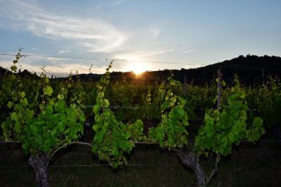 Velike kvarnerske fešte u čast vina u Novom Vinodolskom i Vrbniku