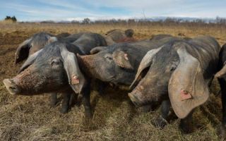 Borba s afričkom svinjskom kugom: Inspekcija izlazi na teren